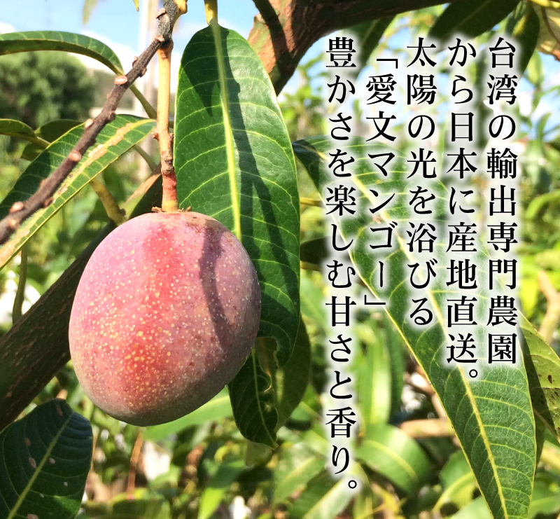 美味開始します！】- 産直・台湾産・愛文マンゴー 5KG-日本@_日本直送